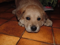 Щенок -девочка для заботливых хозяев!  - <ro>Изображение</ro><ru>Изображение</ru> #5, <ru>Объявление</ru> #1093984