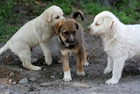 Две девочки-щеночки мечтают о доме.   - <ro>Изображение</ro><ru>Изображение</ru> #8, <ru>Объявление</ru> #1093950