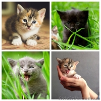 Девочка и два мальчика ищут семью!  - <ro>Изображение</ro><ru>Изображение</ru> #2, <ru>Объявление</ru> #1085966