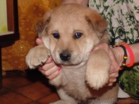 Щенок -девочка для заботливых хозяев!  - <ro>Изображение</ro><ru>Изображение</ru> #1, <ru>Объявление</ru> #1093984