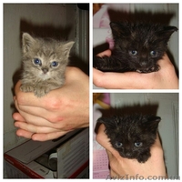 Три малыша-котенка ищут хозяев!!!  - <ro>Изображение</ro><ru>Изображение</ru> #1, <ru>Объявление</ru> #1089775