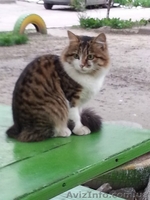 Пушистая молодая кошечка, возраст 8-9 месяцев, ищет дом!!!  - <ro>Изображение</ro><ru>Изображение</ru> #1, <ru>Объявление</ru> #1072607