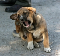 Две девочки-щеночки мечтают о доме.   - <ro>Изображение</ro><ru>Изображение</ru> #7, <ru>Объявление</ru> #1093950