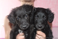 Щеночки-девочки Ладушка и Василиска ищут дом!   - <ro>Изображение</ro><ru>Изображение</ru> #1, <ru>Объявление</ru> #1086065