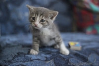 Котенок-мальчик ищет любящих хозяев!  - <ro>Изображение</ro><ru>Изображение</ru> #2, <ru>Объявление</ru> #1087686