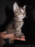 В хорошие руки отдам котенка!  - <ro>Изображение</ro><ru>Изображение</ru> #1, <ru>Объявление</ru> #1089779