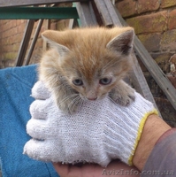 Котята ищут дом!  - <ro>Изображение</ro><ru>Изображение</ru> #4, <ru>Объявление</ru> #1087602