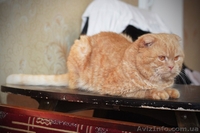 На вязку приглашает шотландский вислоухий кот!! - <ro>Изображение</ro><ru>Изображение</ru> #4, <ru>Объявление</ru> #1092203