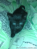 Черный котенок-мальчик ищет любящих хозяев.  - <ro>Изображение</ro><ru>Изображение</ru> #3, <ru>Объявление</ru> #1087592