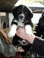 Щенки мальчик и девочка ждут Вас!!!  - <ro>Изображение</ro><ru>Изображение</ru> #2, <ru>Объявление</ru> #1086037