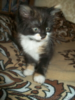 Котенок-девочка для хороших людей  - <ro>Изображение</ro><ru>Изображение</ru> #5, <ru>Объявление</ru> #1093563
