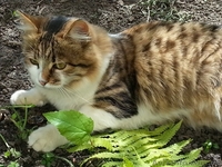 Пушистая молодая кошечка, возраст 8-9 месяцев, ищет дом!!!  - <ro>Изображение</ro><ru>Изображение</ru> #2, <ru>Объявление</ru> #1072607