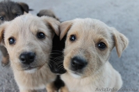 Шесть прекрасных щенков ищут дом!  - <ro>Изображение</ro><ru>Изображение</ru> #3, <ru>Объявление</ru> #1086263