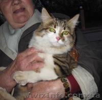 Пушистая молодая кошечка, возраст 8-9 месяцев, ищет дом!!!  - <ro>Изображение</ro><ru>Изображение</ru> #4, <ru>Объявление</ru> #1072607