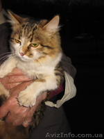 Пушистая молодая кошечка, возраст 8-9 месяцев, ищет дом!!!  - <ro>Изображение</ro><ru>Изображение</ru> #5, <ru>Объявление</ru> #1072607