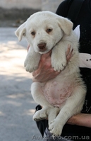 Две девочки-щеночки мечтают о доме.   - <ro>Изображение</ro><ru>Изображение</ru> #1, <ru>Объявление</ru> #1093950