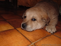 Щенок -девочка для заботливых хозяев!  - <ro>Изображение</ro><ru>Изображение</ru> #3, <ru>Объявление</ru> #1093984