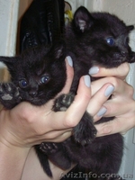 Черный котенок-мальчик ищет любящих хозяев.  - <ro>Изображение</ro><ru>Изображение</ru> #4, <ru>Объявление</ru> #1087592