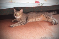 Кошечка 7-8 месяцев ищет любящих хозяев!  - <ro>Изображение</ro><ru>Изображение</ru> #3, <ru>Объявление</ru> #1093446