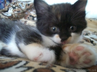 Котенок-девочка для хороших людей  - <ro>Изображение</ro><ru>Изображение</ru> #2, <ru>Объявление</ru> #1093563