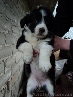 Щенки мальчик и девочка ждут Вас!!!  - <ro>Изображение</ro><ru>Изображение</ru> #3, <ru>Объявление</ru> #1086037