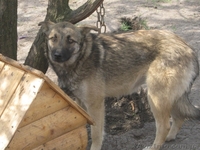 Стерилизованная собачка 8,5 месяцев ищет дом!   - <ro>Изображение</ro><ru>Изображение</ru> #4, <ru>Объявление</ru> #1093292