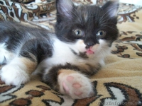 Котенок-девочка для хороших людей  - <ro>Изображение</ro><ru>Изображение</ru> #1, <ru>Объявление</ru> #1093563