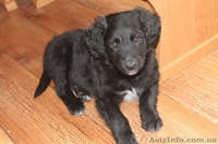 Щеночки-девочки Ладушка и Василиска ищут дом!   - <ro>Изображение</ro><ru>Изображение</ru> #2, <ru>Объявление</ru> #1086065