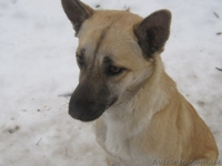 Стерилизованная девочка 10 месяцев ждет хозяев!!!  - <ro>Изображение</ro><ru>Изображение</ru> #3, <ru>Объявление</ru> #1093372