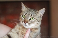 Кошечка 7-8 месяцев ищет любящих хозяев!  - <ro>Изображение</ro><ru>Изображение</ru> #2, <ru>Объявление</ru> #1093446