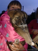 Девочка-щенок в заботливые руки!!!  - <ro>Изображение</ro><ru>Изображение</ru> #2, <ru>Объявление</ru> #1093477