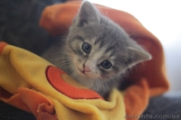 Котенок-мальчик ищет любящих хозяев!  - <ro>Изображение</ro><ru>Изображение</ru> #1, <ru>Объявление</ru> #1087686