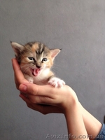 Девочка и два мальчика ищут семью!  - <ro>Изображение</ro><ru>Изображение</ru> #3, <ru>Объявление</ru> #1085966