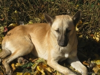 Стерилизованная девочка 10 месяцев ждет хозяев!!!  - <ro>Изображение</ro><ru>Изображение</ru> #1, <ru>Объявление</ru> #1093372