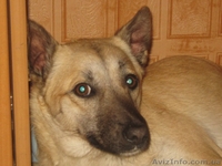 Стерилизованная девочка 10 месяцев ждет хозяев!!!  - <ro>Изображение</ro><ru>Изображение</ru> #2, <ru>Объявление</ru> #1093372