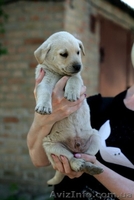 Белые щенки в хорошие руки!!!  - <ro>Изображение</ro><ru>Изображение</ru> #4, <ru>Объявление</ru> #1093916