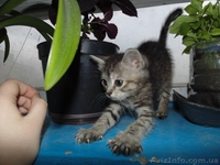 В хорошие руки отдам котенка!  - <ro>Изображение</ro><ru>Изображение</ru> #4, <ru>Объявление</ru> #1089779