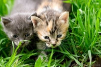 Девочка и два мальчика ищут семью!  - <ro>Изображение</ro><ru>Изображение</ru> #1, <ru>Объявление</ru> #1085966