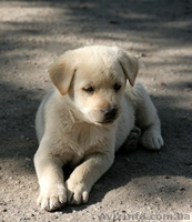 Две девочки-щеночки мечтают о доме.   - <ro>Изображение</ro><ru>Изображение</ru> #3, <ru>Объявление</ru> #1093950