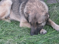 Стерилизованная собачка 8,5 месяцев ищет дом!   - <ro>Изображение</ro><ru>Изображение</ru> #3, <ru>Объявление</ru> #1093292