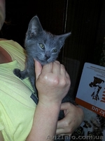 Метис русской голубой в хорошие руки!!!  - <ro>Изображение</ro><ru>Изображение</ru> #2, <ru>Объявление</ru> #1089211