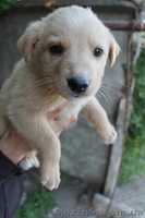 Шесть прекрасных щенков ищут дом!  - <ro>Изображение</ro><ru>Изображение</ru> #6, <ru>Объявление</ru> #1086263