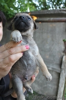 Шесть прекрасных щенков ищут дом!  - <ro>Изображение</ro><ru>Изображение</ru> #7, <ru>Объявление</ru> #1086263