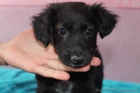 Щеночки-девочки Ладушка и Василиска ищут дом!   - <ro>Изображение</ro><ru>Изображение</ru> #3, <ru>Объявление</ru> #1086065