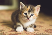 Девочка и два мальчика ищут семью!  - <ro>Изображение</ro><ru>Изображение</ru> #4, <ru>Объявление</ru> #1085966