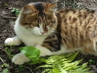 Пушистая молодая кошечка, возраст 8-9 месяцев, ищет дом!!!  - <ro>Изображение</ro><ru>Изображение</ru> #3, <ru>Объявление</ru> #1072607