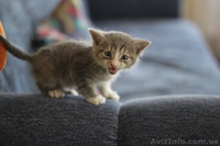 Котенок-мальчик ищет любящих хозяев!  - <ro>Изображение</ro><ru>Изображение</ru> #5, <ru>Объявление</ru> #1087686