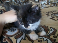 Котенок-девочка для хороших людей  - <ro>Изображение</ro><ru>Изображение</ru> #3, <ru>Объявление</ru> #1093563