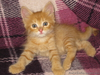 Три рыжих мальчика ищут дом!!!  - <ro>Изображение</ro><ru>Изображение</ru> #1, <ru>Объявление</ru> #1106512