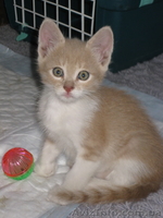 Мальчик Персик в хорошие руки!  - <ro>Изображение</ro><ru>Изображение</ru> #1, <ru>Объявление</ru> #1106595